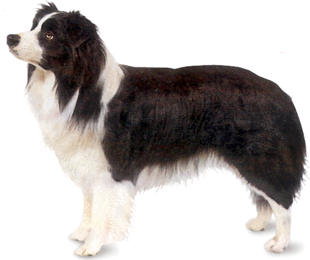 bordercollie